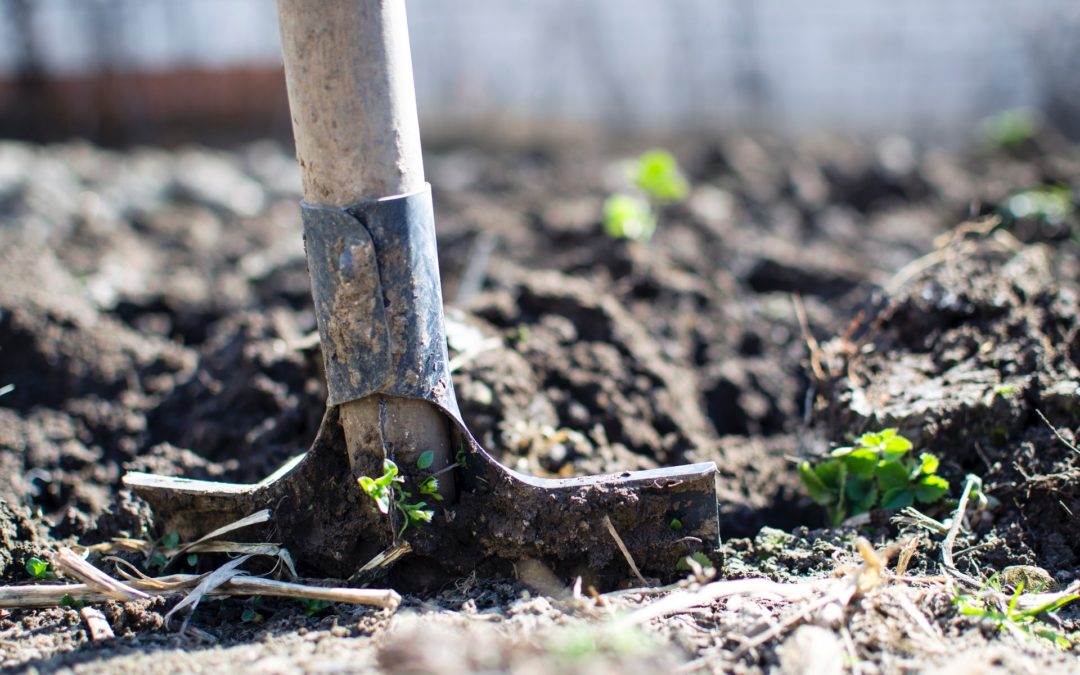 Beheer en onderhoud in de tuin